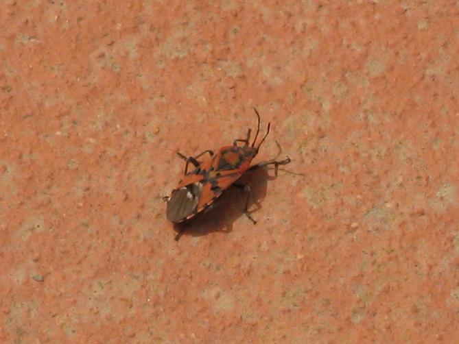 Spilostethus pandurus (Scopoli 1763) dell''Alta Murgia